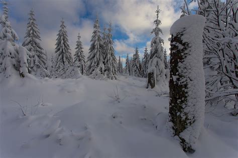 Bavarian Forest Winter