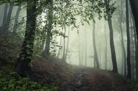 Mysterious Dark Forest with Eerie Green Fog Stock Photo - Image of ...