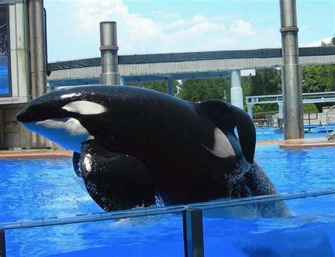 Tilikum’s Gallery – Inherently Wild