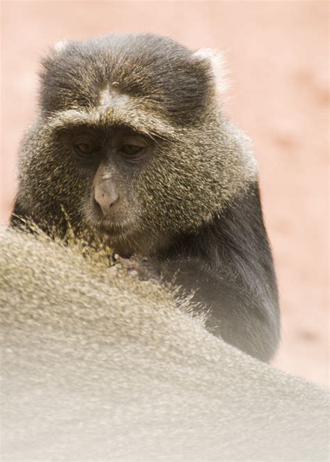 Blue Monkey (Lake Manyara)