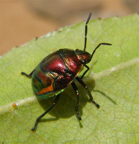 File:Metallic bug NSW.jpg - Wikimedia Commons