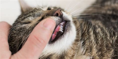 Feline Gingivitis: Causes, Symptoms, & Treatment 2024 - Cats.com