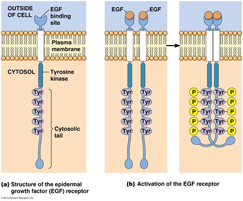 Receptor Protein-Tyrosine Kinases; Receptors, Protein-Tyrosine Kinase ...