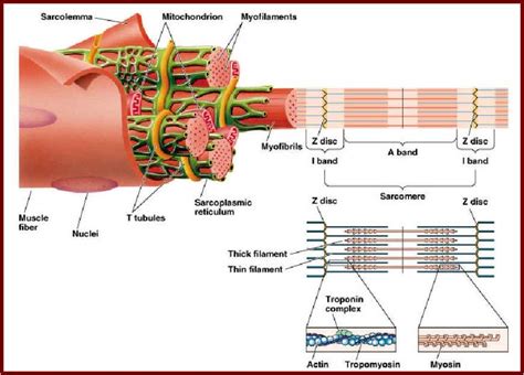 Myosin Myofilaments | SR and T tubules Myofibrils and myofilaments ...