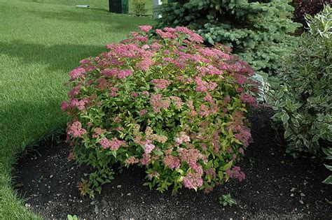 Goldflame Spirea (Spiraea x bumalda 'Goldflame') at Bachman's Landscaping