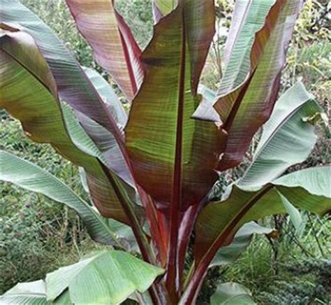 Ensete ventricosum 'Maurelii' | Maurelii Red Abyssinian Banana | Abyssinian Ornamental Red ...