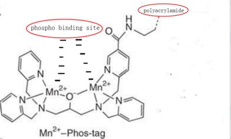 Protein Phosphorylation Modification Types, Enrichment and Identification Methods - MS Analysis ...