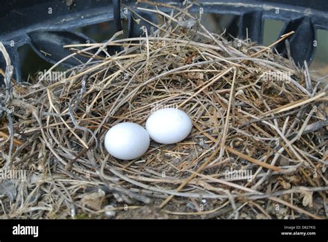 Mourning dove eggs in a nest in a hanging flower pot Stock Photo - Alamy