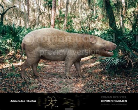 Achaenodon robustus | Prehistoric wildlife, Prehistoric animals, Extinct animals