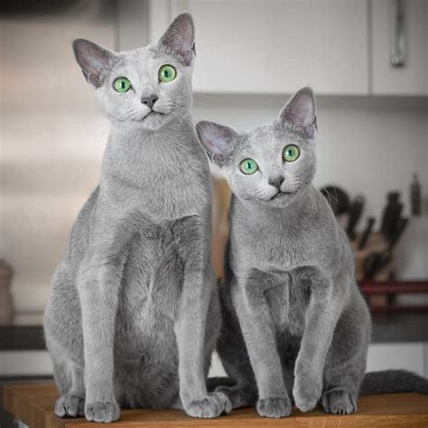 These Gorgeous Russian Blue Cats Have The Most Mesmerizing Eyes | Bored ...