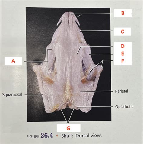 Mudpuppy Anatomy Flashcards | Quizlet