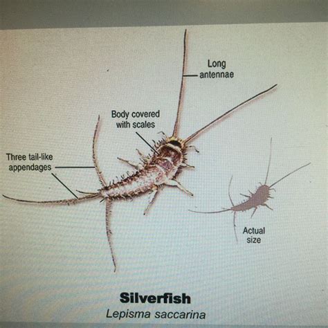 Silverfish | Silverfish, Body, Insects