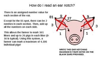 Ear Notching- Hog Identification PowerPoint by The Little Barn Owl