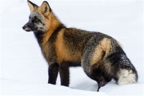 Cross Fox Facts: What Are Cross Foxes? (With Pictures)