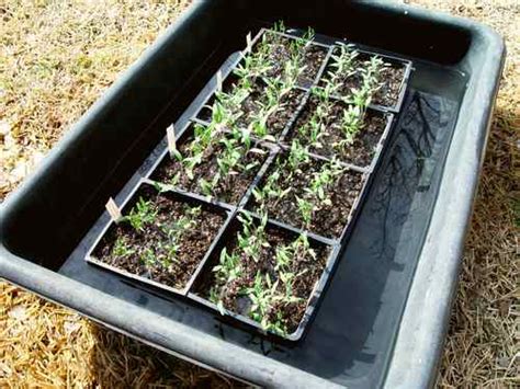 Watering Seedlings - Bottom or Top Watering?