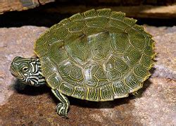 Cagle's Map Turtle - Reptiles Magazine