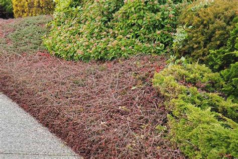 How to Grow and Care for Cotoneaster Shrubs | Gardener's Path