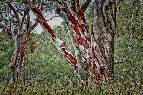 Red River Gum Trees Photograph by Douglas Barnard - Pixels