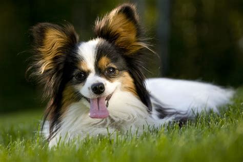 4 Fun Characteristics of the Papillon Dog Breed – American Kennel Club