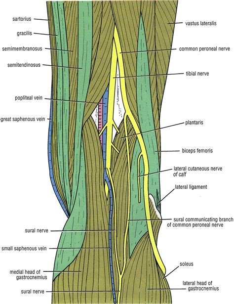 Techniques of Popliteal Nerve Regional Anesthesia - The Journal of Foot and Ankle Surgery