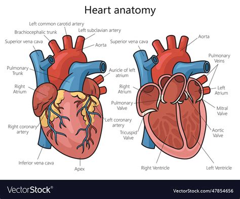 Human heart structure diagram medical science Vector Image