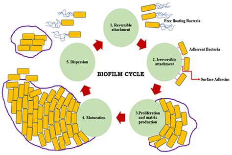 Pseudomonas Aeruginosa Biofilm