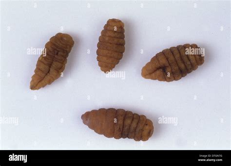 Cordylobia anthropophaga, tumbu fly larvae Stock Photo, Royalty Free Image: 66750756 - Alamy