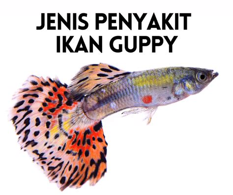 12 Penyakit Ikan Guppy 2024 (Gambar) & Rawatan • Info Ikan Guppy & Ikan Hiasan Terkini