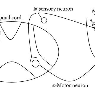 Basic monosynaptic stretch reflex. | Download Scientific Diagram