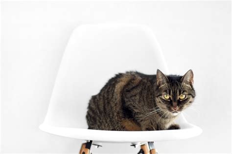 Cat sitting on chair image - Free stock photo - Public Domain photo - CC0 Images