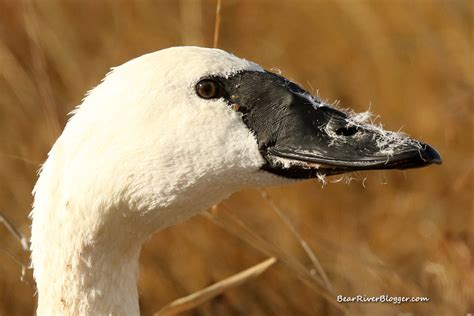 Bird Watching: Tundra or trumpeter swan – Bear River Blogger