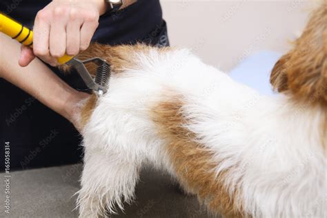 Jack Russell Terrier getting his hair cut Stock Photo | Adobe Stock