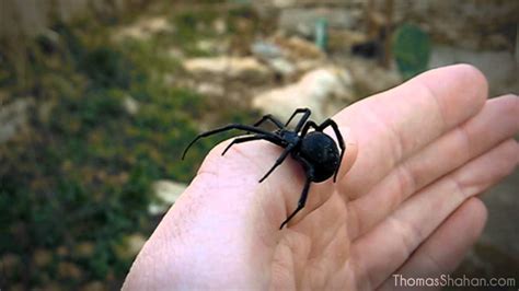 Black Widow Spider Bite What To Do - Spider Scary Swedish Widow Golfer ...