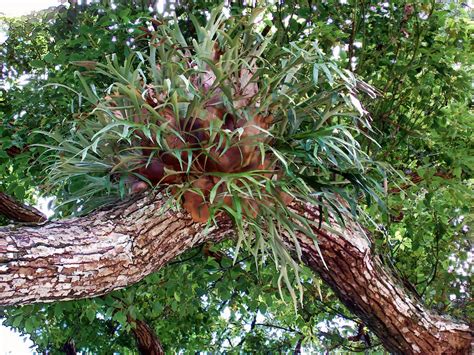 Stag Horn Fern 11 Photograph by Dawn Eshelman