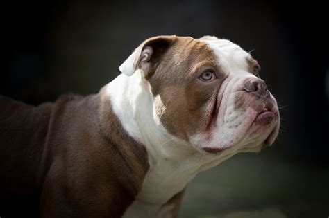 American Bulldog Wallpapers