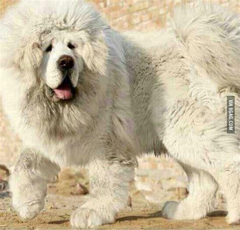 White tibetan mastiff Baby Dogs, Pet Dogs, Dogs And Puppies, Dog Cat, Doggies, Bear Dog, Lion ...