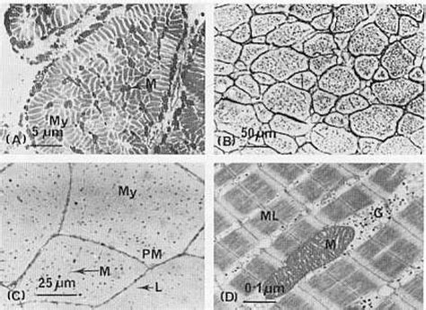 Structure and Function of Fish Muscles | Semantic Scholar