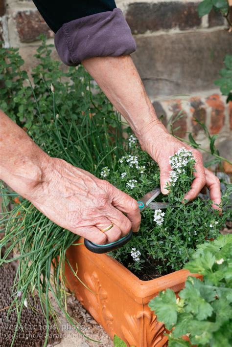 Harvesting fresh thyme – vegalicious.photos