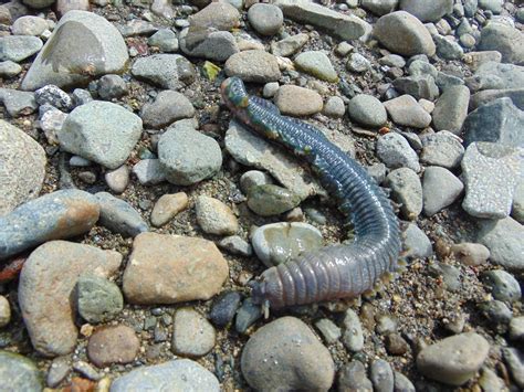 Clam Worm, Vancouver Island, BC | Gohiking.ca