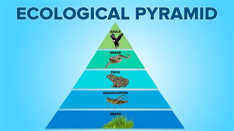 Food Pyramid In Hindi