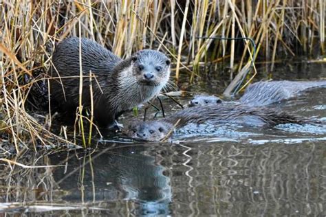 420+ European Otter Swimming Stock Photos, Pictures & Royalty-Free Images - iStock