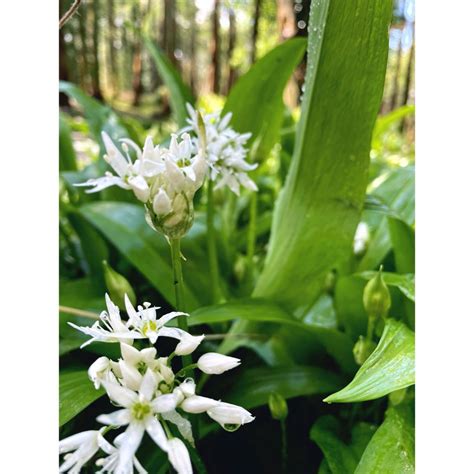 Wild Garlic - In Season Now | Wee Buns Cookery School