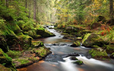 Mountain River Bank Of Rocks Covered With Green Moss, Pine Trees ...