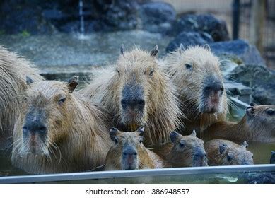 Capybara Family Hot Springs Onsen Stock Photo 382425790 | Shutterstock