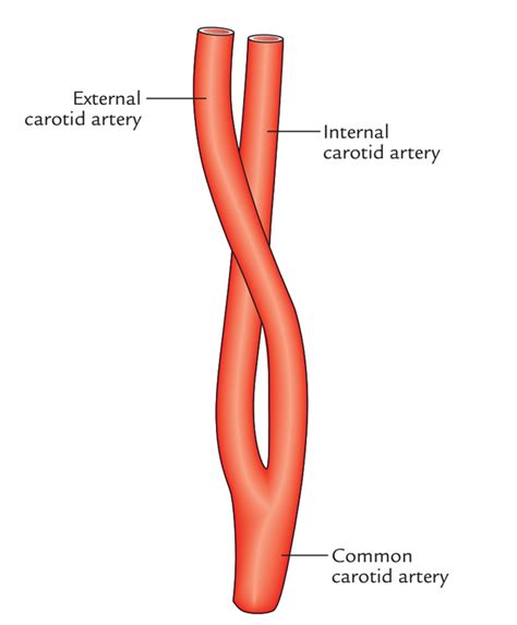 Easy Notes On 【Common Carotid Arteries】Learn in Just 4 Minutes!