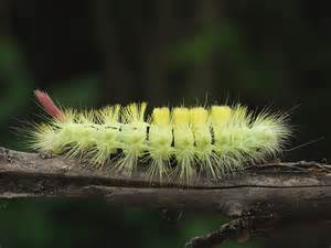 Identifying Hairy Caterpillars | Wildlife Insight