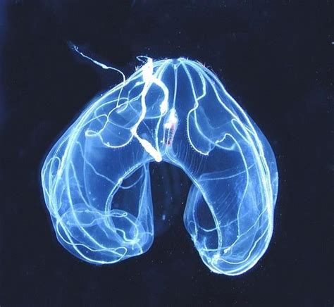 Deep Ocean Diversity Slideshow | Deep sea creatures, Bioluminescent jellyfish, Bioluminescent ...