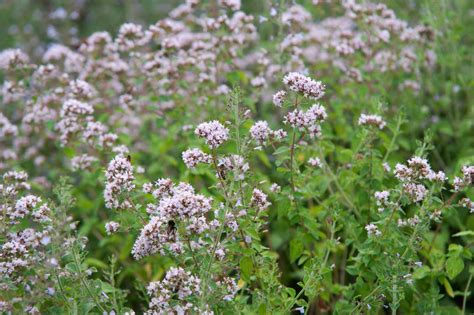 Valerian: Plant Care & Growing Guide