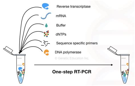 Reverse Transcription PCR: Principle, Procedure, Protocol, Advantages, Limitations, Applications