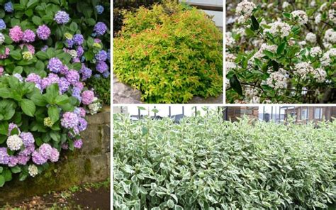 11 Perfect Deciduous Shrubs (Plus Care Tips) - Garden Lovers Club